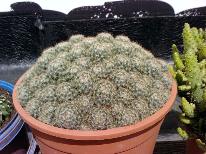 35 - Cactusi - 2014