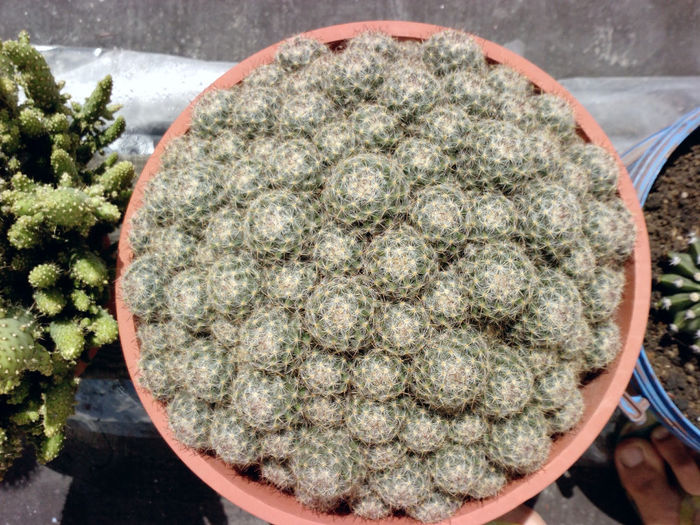 36 - Cactusi - 2014