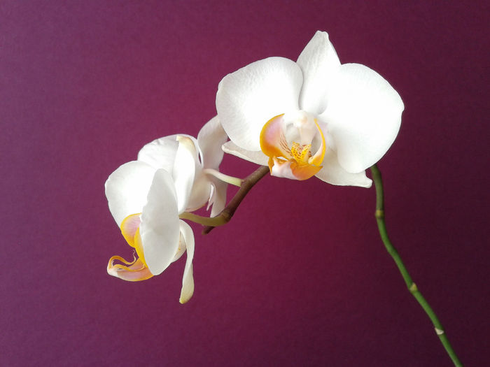 25 - Orhidee - 2014