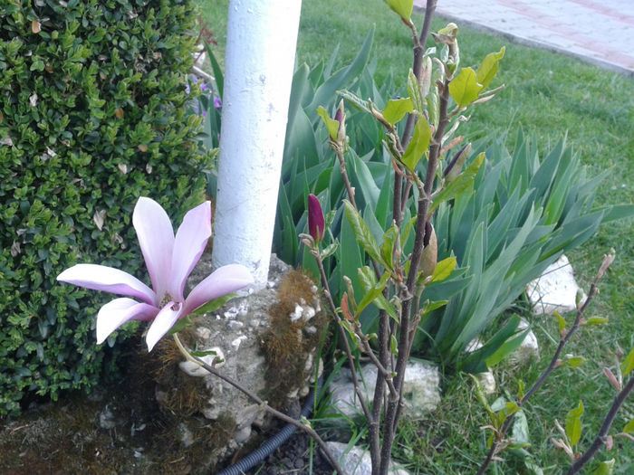 Magnolia Susan - Primavava-vara 2014