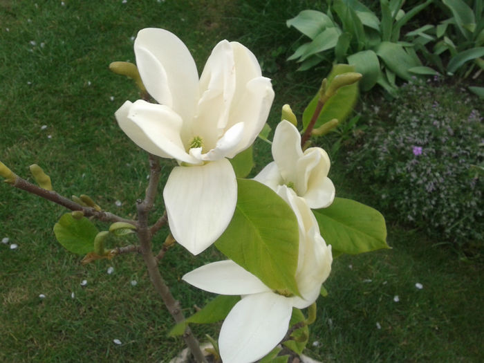 Magnolia yellow river