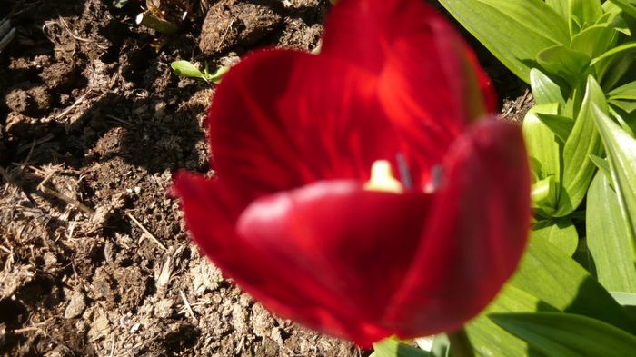 016 - 2014 primavara