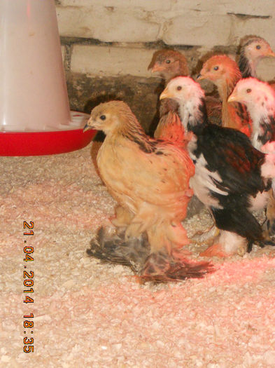 pui 21.04.2014 002 - pui 2014