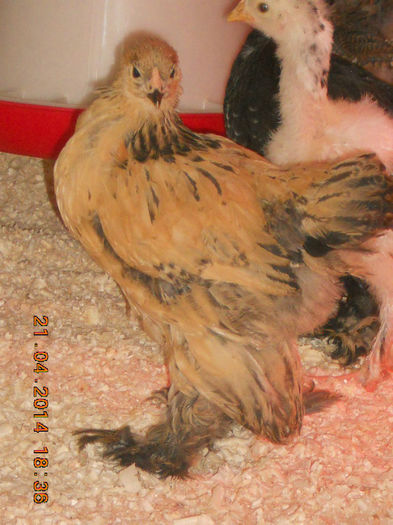 pui 21.04.2014 005 - pui 2014