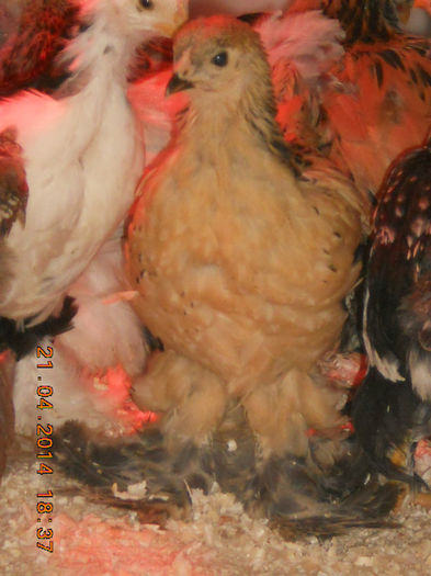 pui 21.04.2014 012 - pui 2014