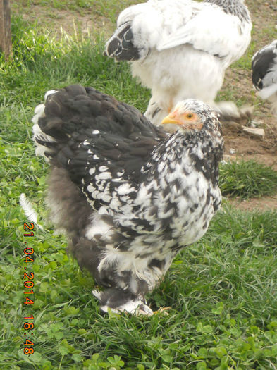 pui 21.04.2014 030 - pui 2014