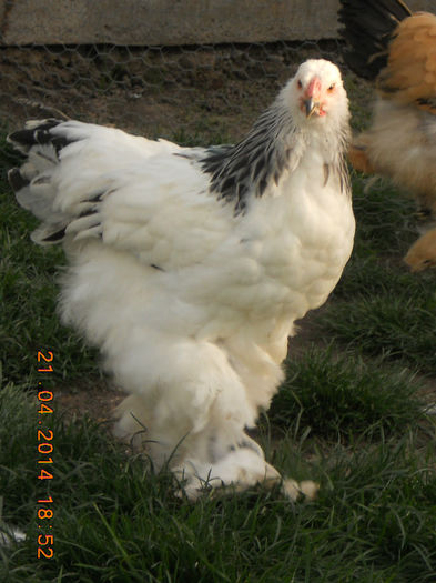 pui 21.04.2014 033 - pui 2014