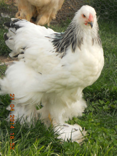 pui 21.04.2014 034 - pui 2014