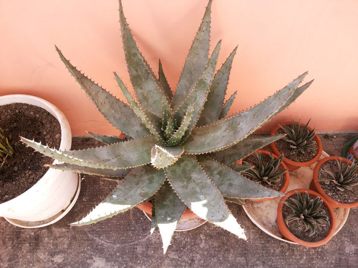 16 Aloe aculeata  - Suculente - 2014