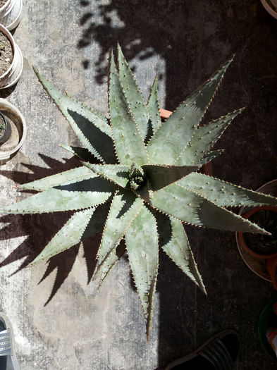 17 Aloe aculeata  - Suculente - 2014