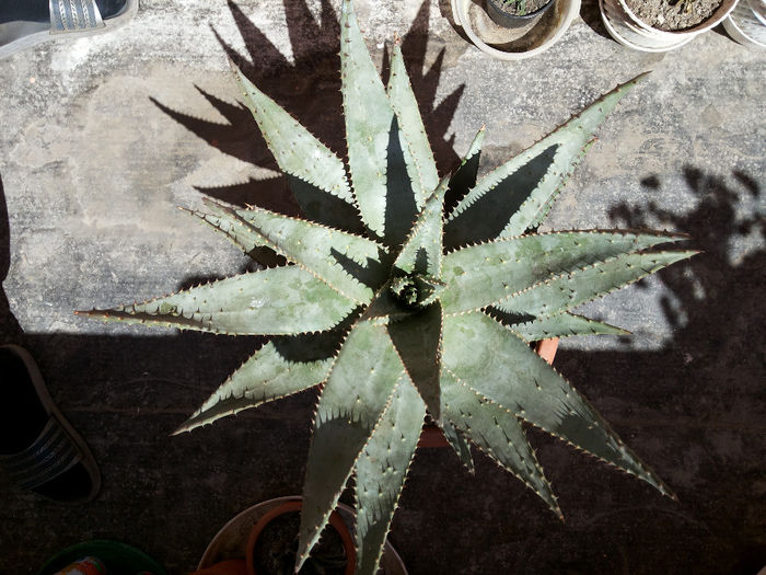 18 Aloe aculeata  - Suculente - 2014
