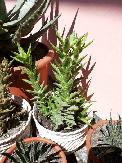 28 Aloe juvenna - Suculente - 2014