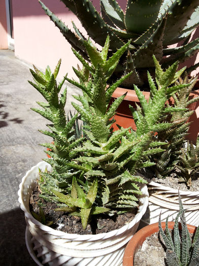 30 Aloe juvenna - Suculente - 2014