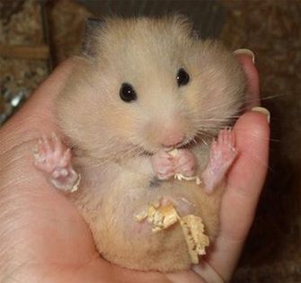 hamster - ptr xdoarunfloc