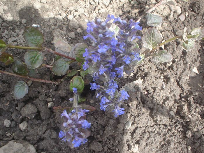 ajuga