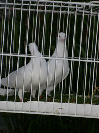 P1030211