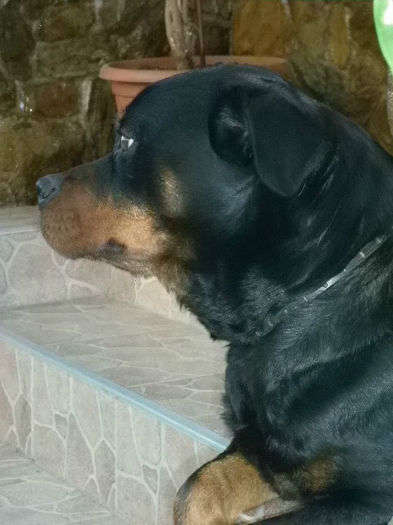 P1030139 - LADY acum doar o amintire frumoasa