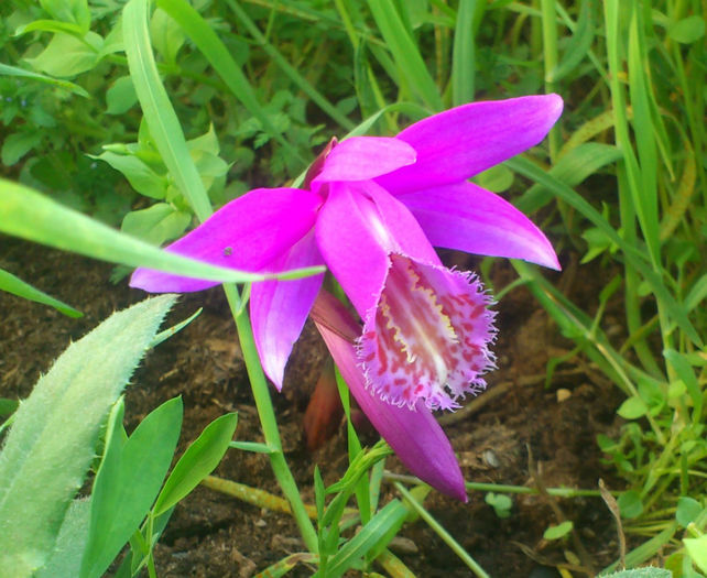 prima floare pleione21apr2014