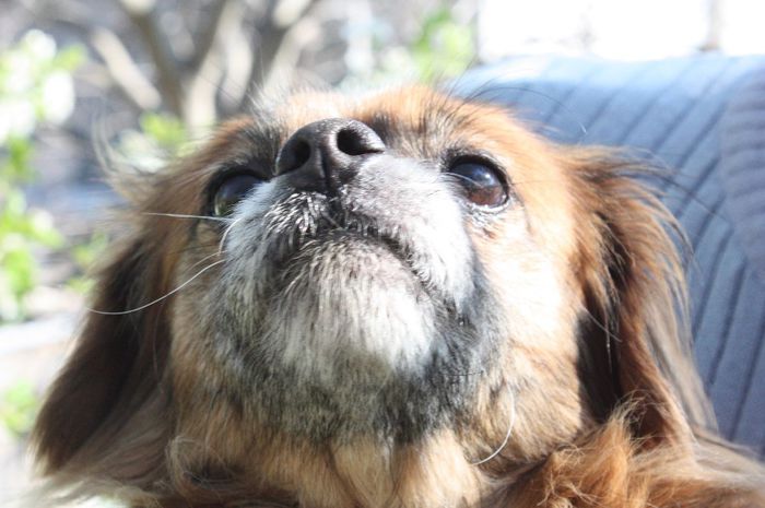 IMG_1620 - Nona si Primavara 2014