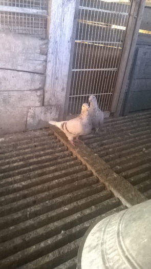 WP_20140421_016 - porumbei standard