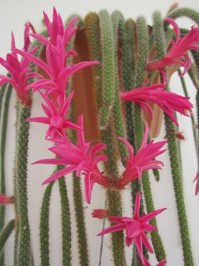 Aporocactus flageliformis