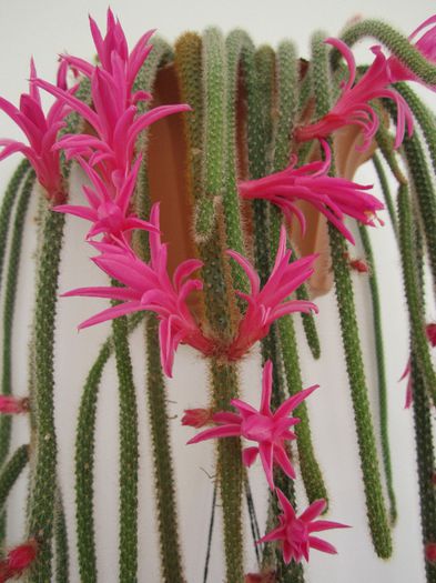 Aporocactus flageliformis - Cactusi 2014