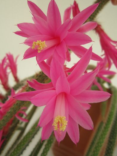 Aporocactus flageliformis - Cactusi 2014