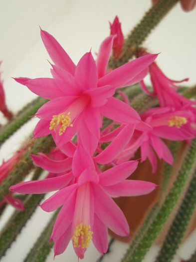 Aporocactus flageliformis - Cactusi 2014