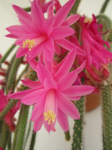 Aporocactus flageliformis - Cactusi 2014