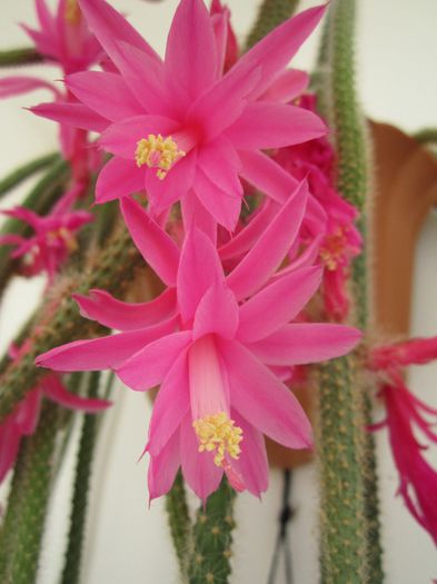 Aporocactus flageliformis