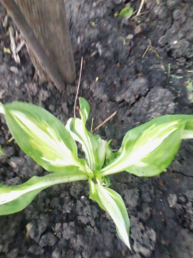 hosta