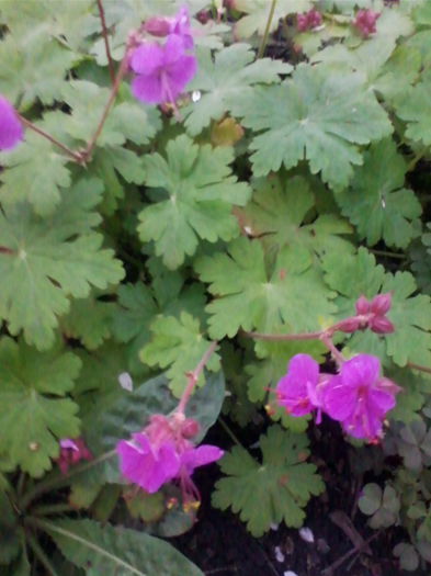geranium