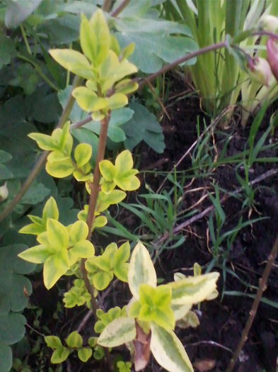 euonymus - a-a POMI SI ARBUSTI ORNAMENTALI-2014