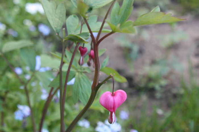 IMG_1659 - Nona si Primavara 2014