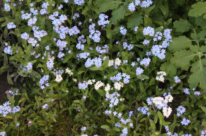 IMG_1660 - Nona si Primavara 2014