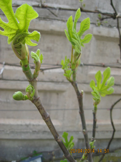 si mai sunt 6 din alte soiuri, noi achizitii.