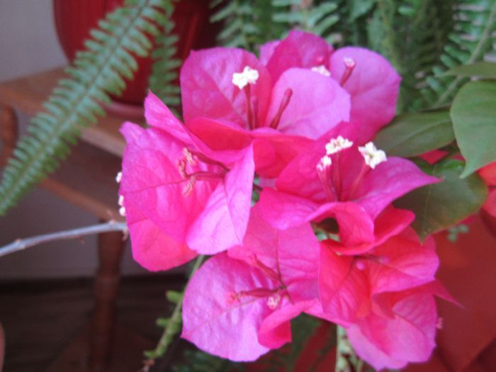 Bougainvillea