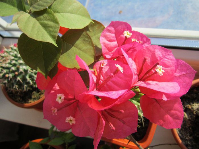 Bougainvillea