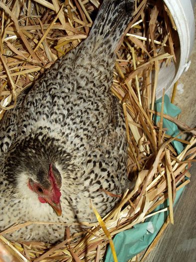 gainusa pitica la clocit