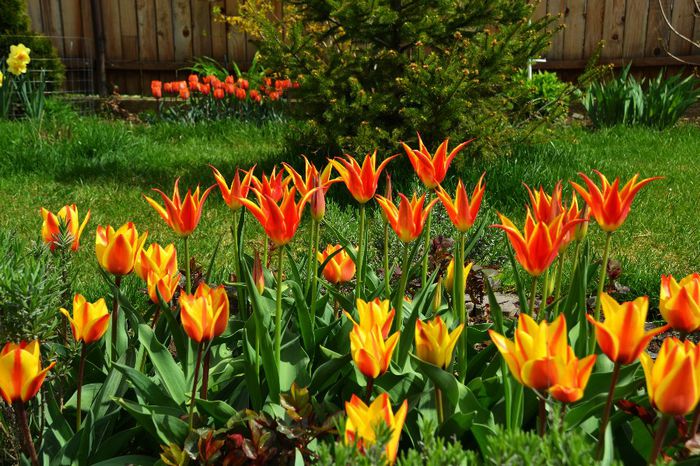 Tulipa 'Fly Away' & 'Flair'