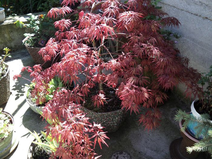 poze 2014 307 astept florile...