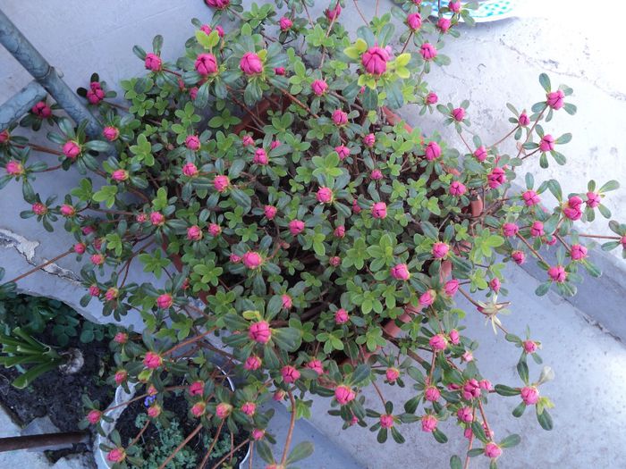 poze 2014 304 in curand....