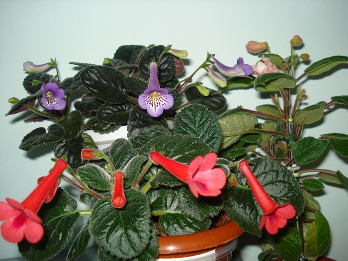 DSC07847 - FLORI 2014