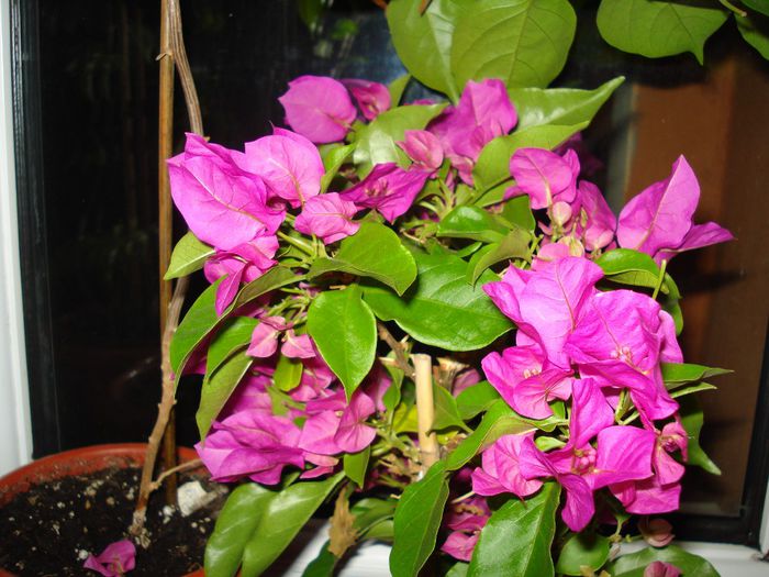 DSC07882 - FLORI 2014