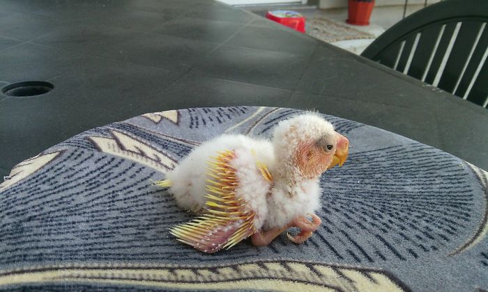 KAKARIKI - PAPAGALI KAKARIKI