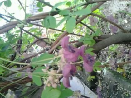 Aqebia quinata