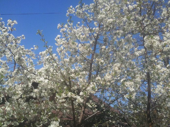 2014-04-08 11.15.12 - pomi fructiferi pruni ciresi  peri