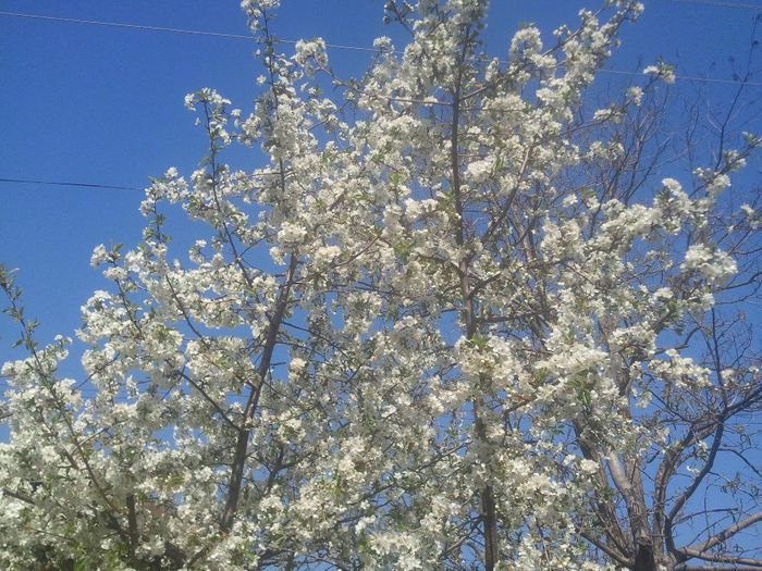 2014-04-08 11.15.30 - pomi fructiferi pruni ciresi  peri