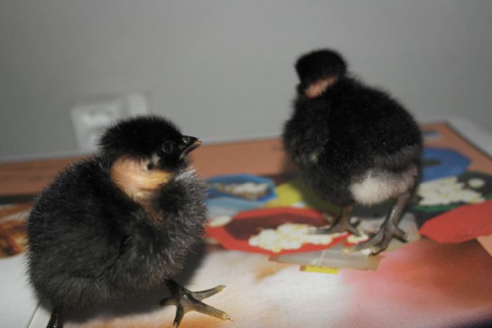 SAM_1466 - Pui Australorp 2014