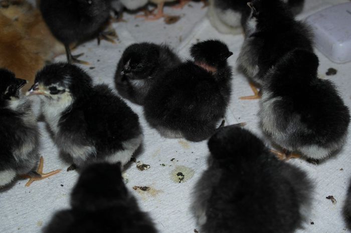 SAM_1450 - Pui Australorp 2014